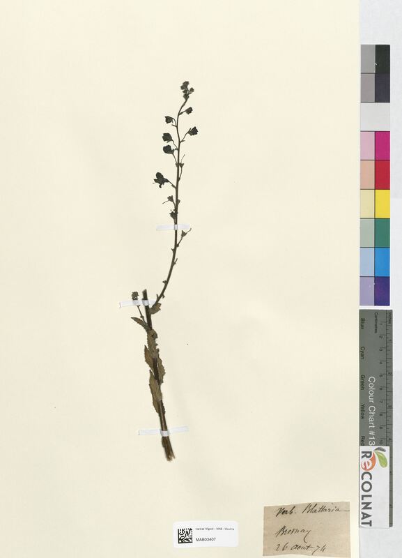 Verbascum blattaria (Scrophulariaceae)