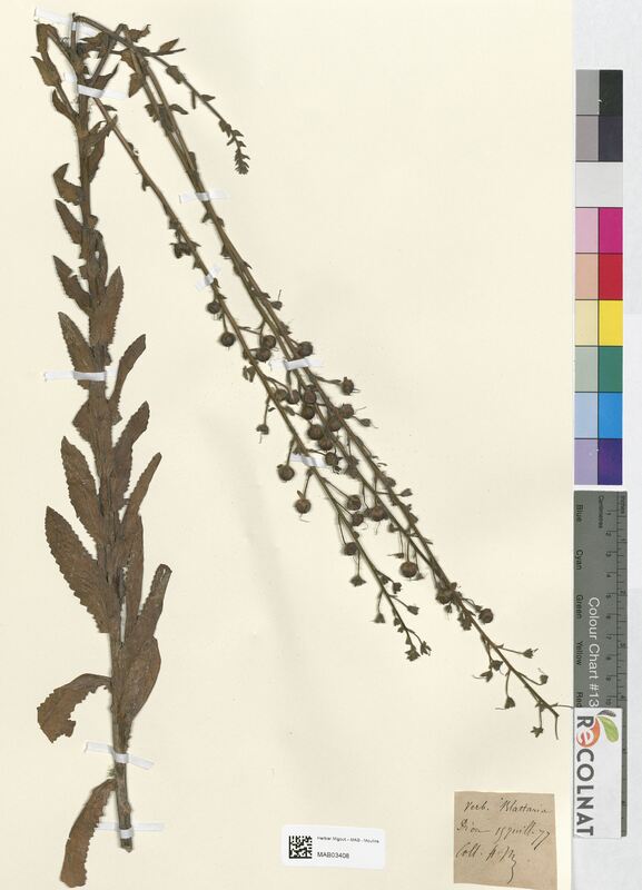Verbascum blattaria (Scrophulariaceae)