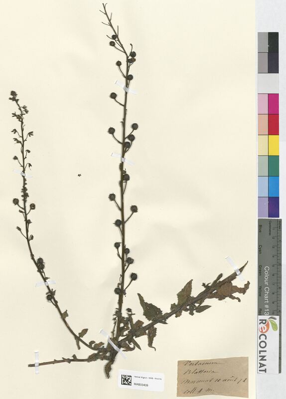 Verbascum blattaria (Scrophulariaceae)
