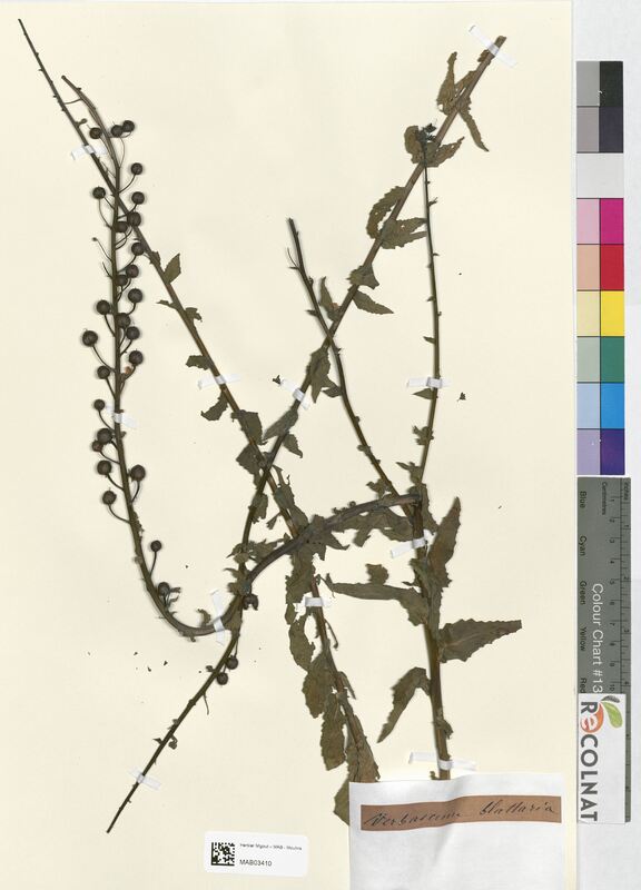 Verbascum blattaria (Scrophulariaceae)