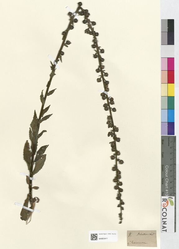 Verbascum blattaria (Scrophulariaceae)