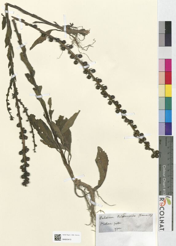 Verbascum blattaria (Scrophulariaceae)