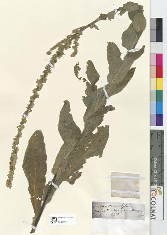 Verbascum hybride (Scrophulariaceae)
