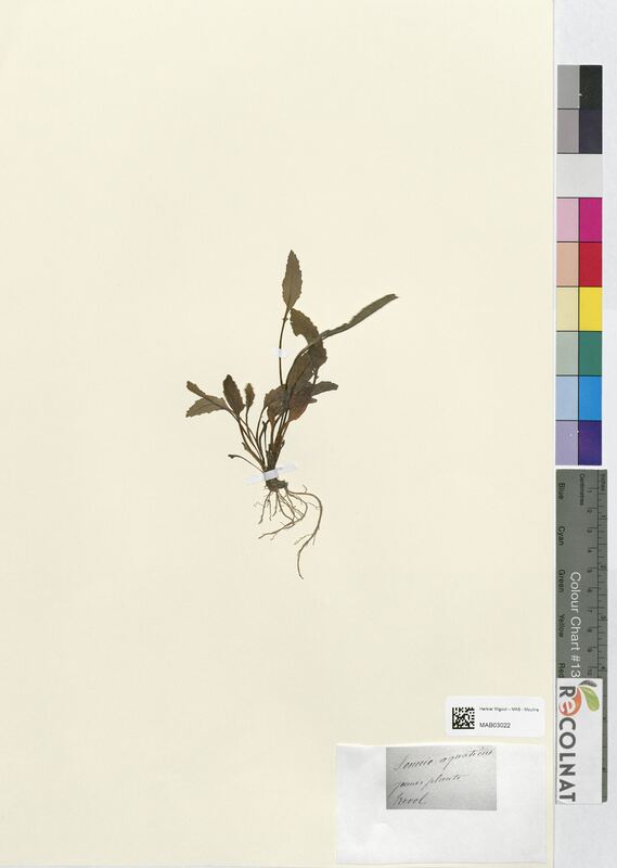 Senecio aquaticus (Asteraceae)