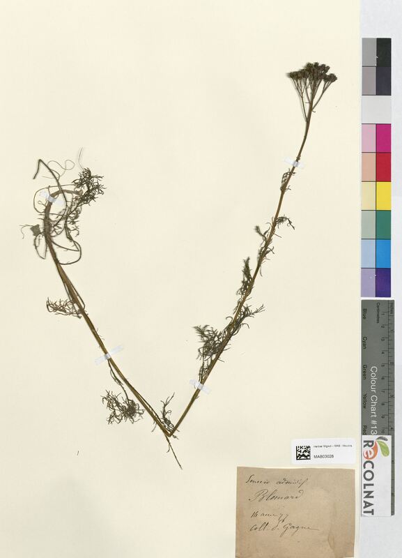 Senecio adonidifolius (Asteraceae)
