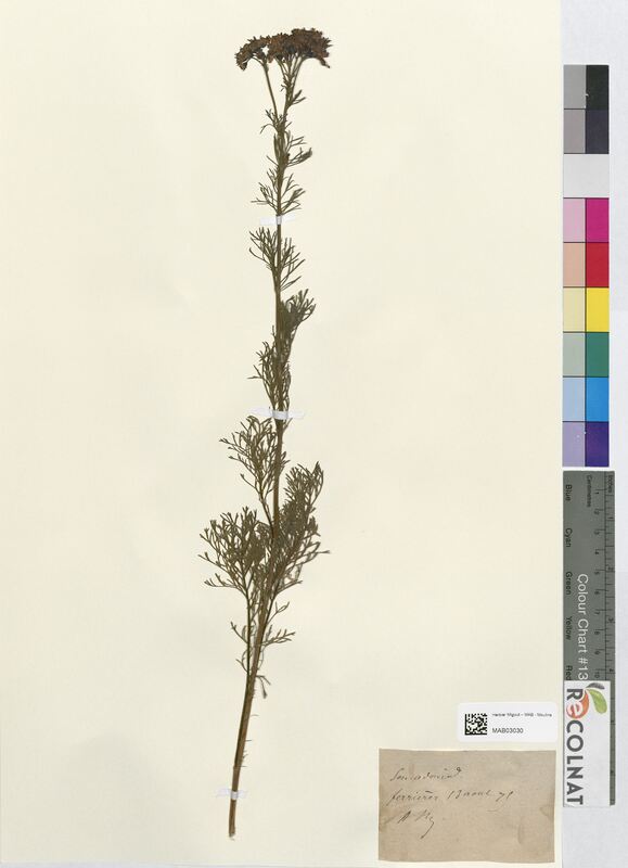 Senecio adonidifolius (Asteraceae)