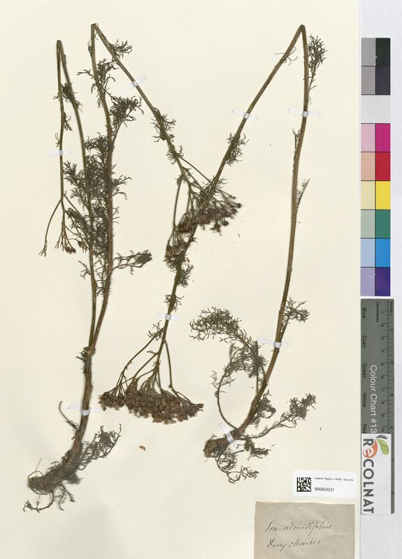 Senecio adonidifolius (Asteraceae)