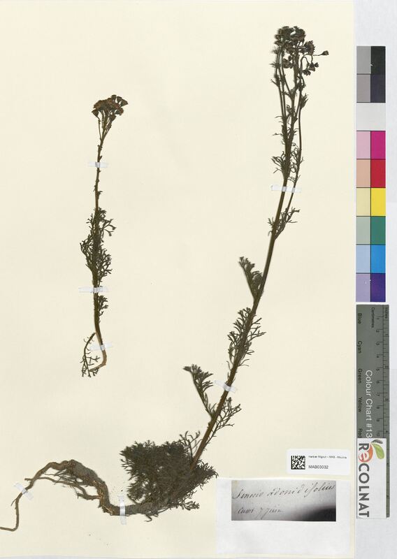Senecio adonidifolius (Asteraceae)