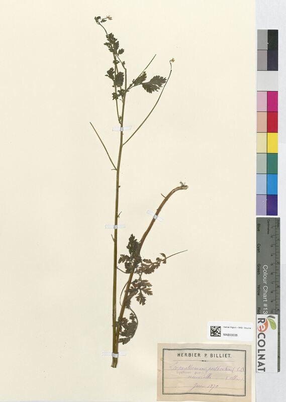 Leucanthemum parthenium (Asteraceae)