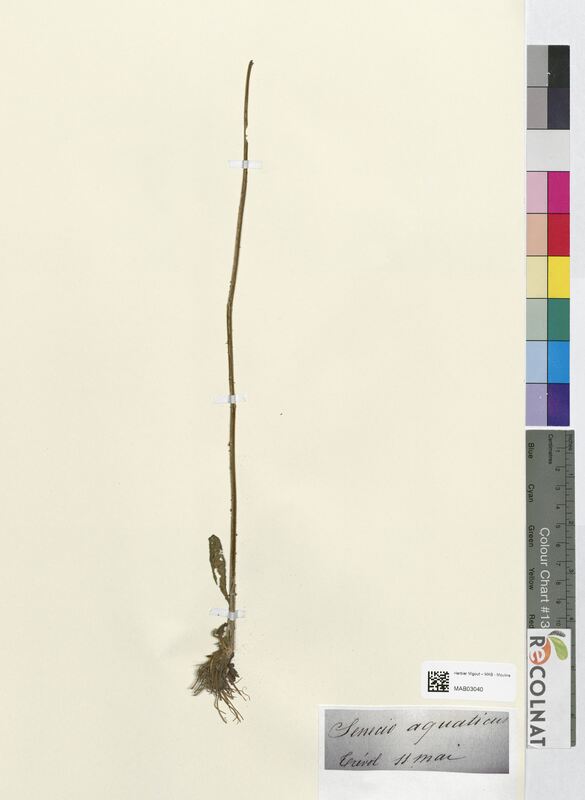 Senecio aquaticus (Asteraceae)