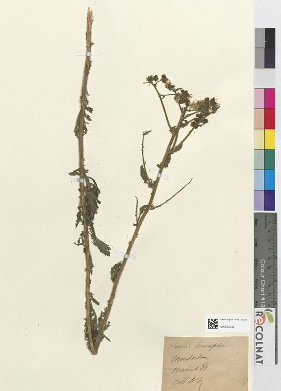 Senecio erucifolius (Asteraceae)