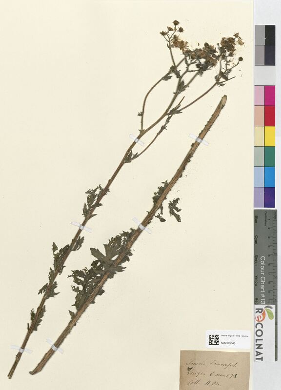 Senecio erucifolius (Asteraceae)
