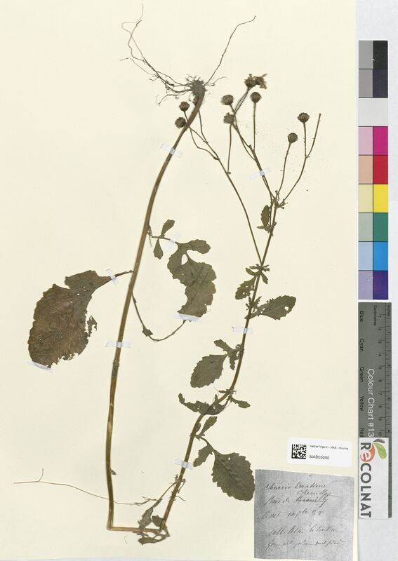 Senecio erraticus (Asteraceae)