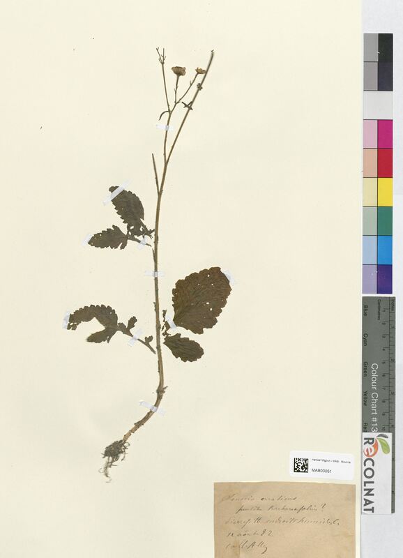 Senecio erraticus (Asteraceae)