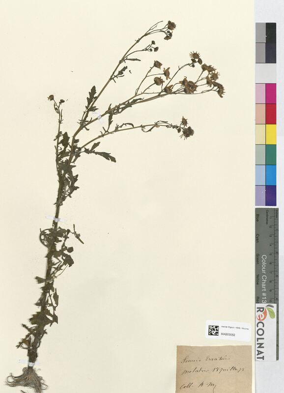 Senecio erraticus (Asteraceae)