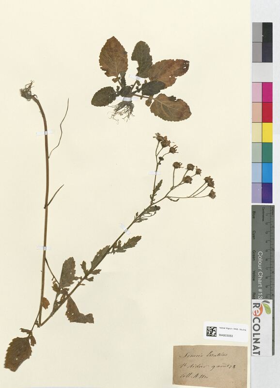 Senecio erraticus (Asteraceae)