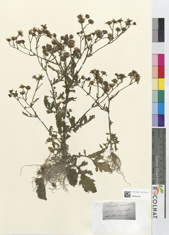 Senecio erraticus (Asteraceae)
