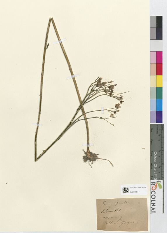 Senecio jacobaea (Asteraceae)