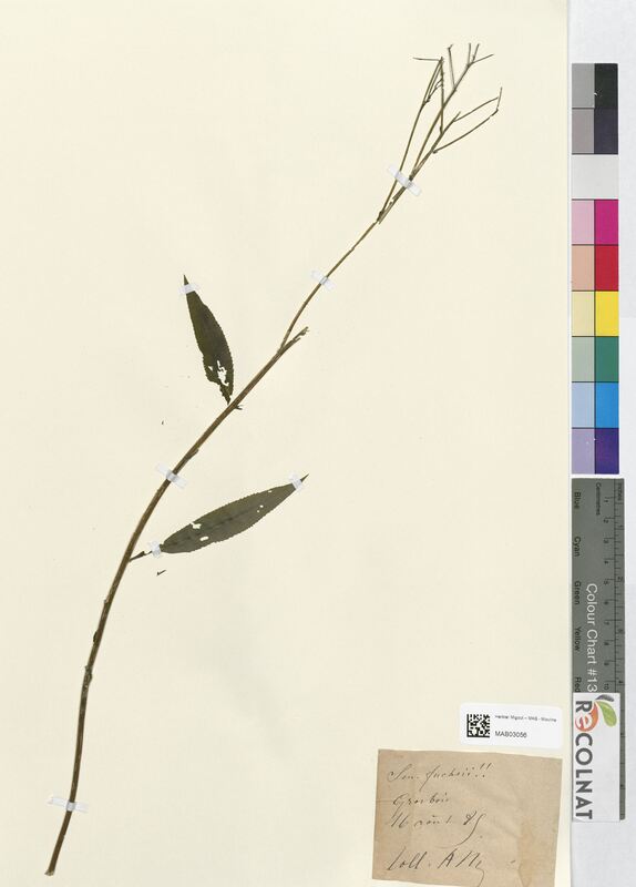 Senecio fuchsii (Asteraceae)