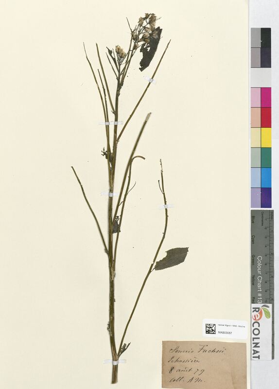 Senecio fuchsii (Asteraceae)