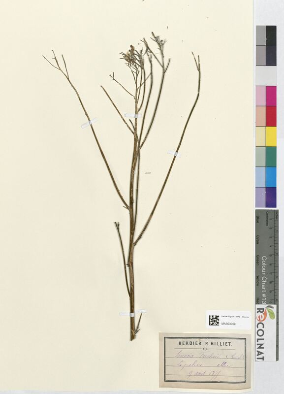 Senecio fuchsii (Asteraceae)