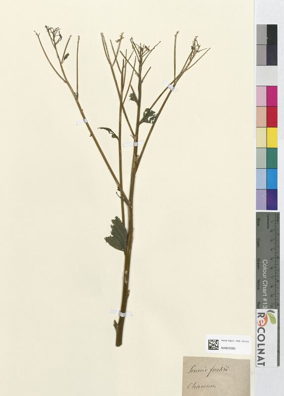 Senecio fuchsii (Asteraceae)