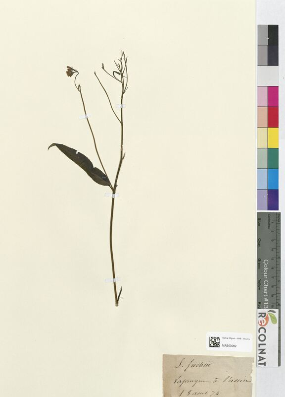 Senecio fuchsii (Asteraceae)
