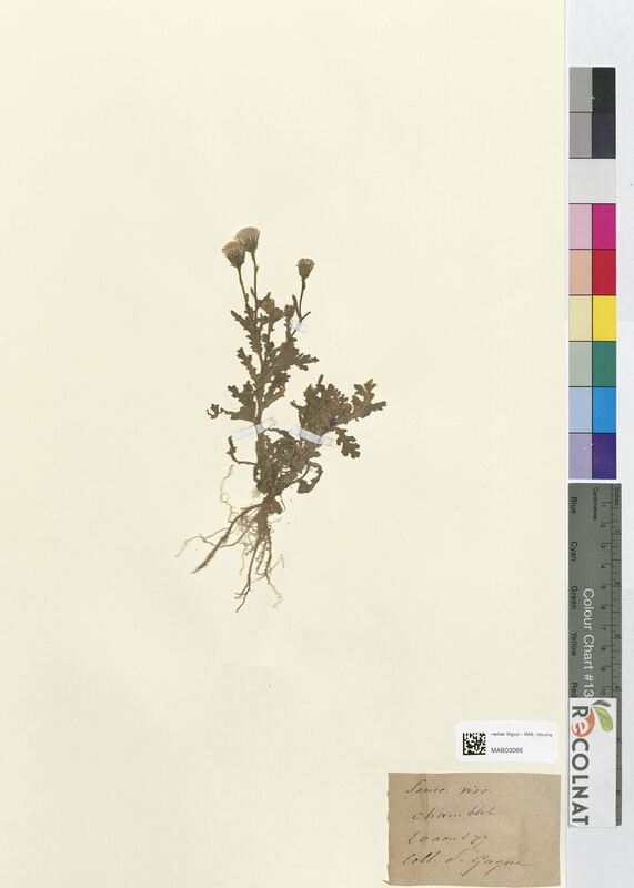 Senecio viscosus (Asteraceae)
