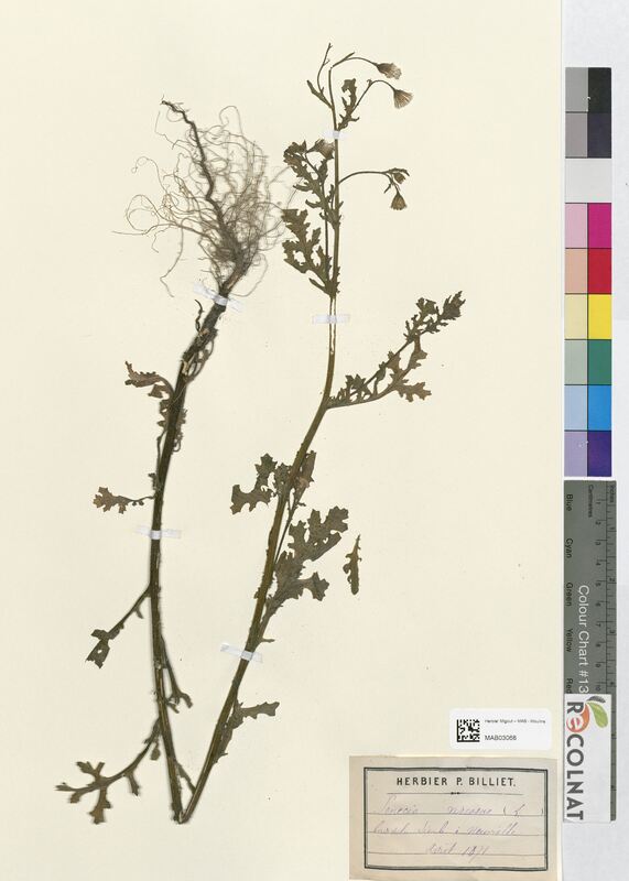 Senecio viscosus (Asteraceae)