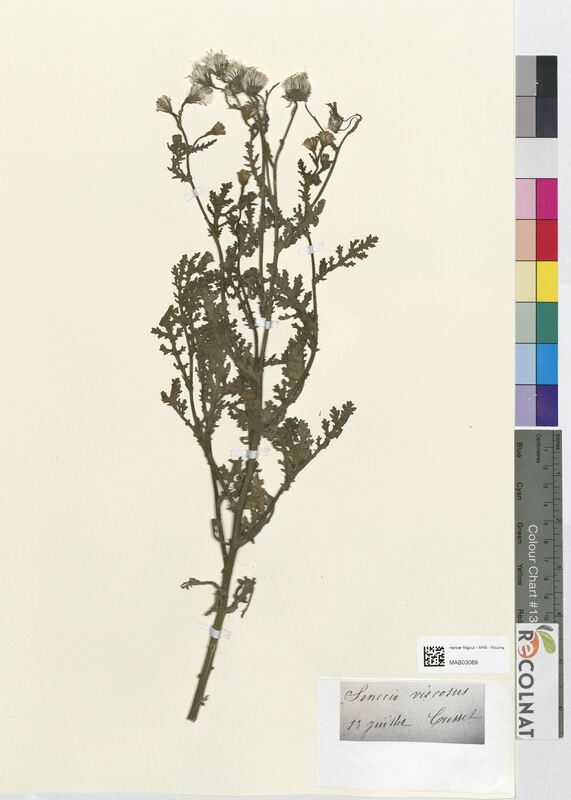 Senecio viscosus (Asteraceae)