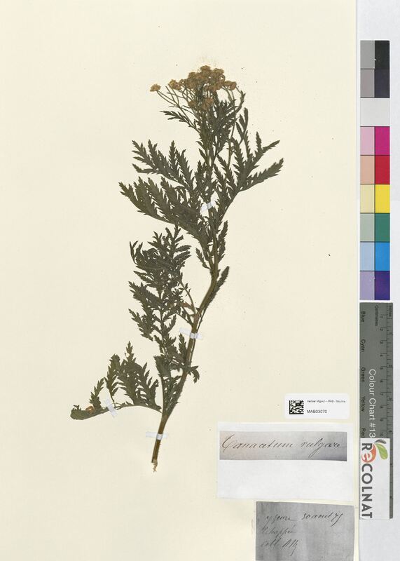 Tanacetum vulgare (Asteraceae)