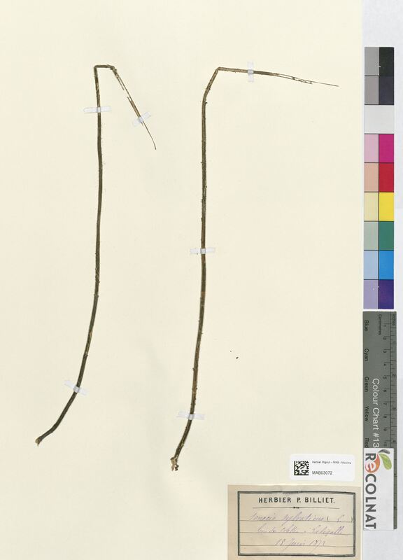 Senecio sylvaticus (Asteraceae)