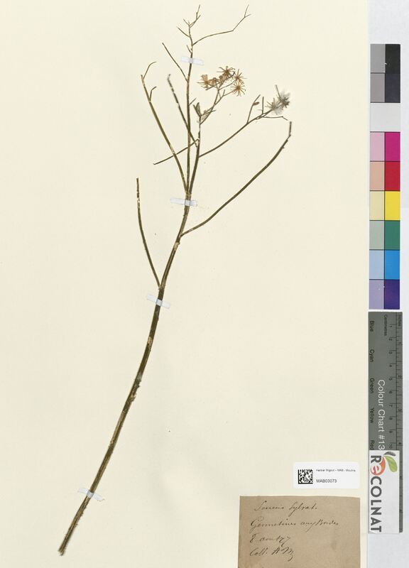 Senecio sylvaticus (Asteraceae)