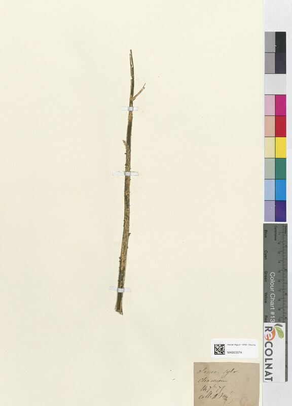 Senecio sylvaticus (Asteraceae)