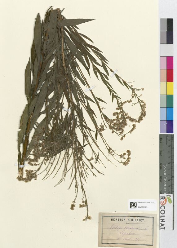 Solidago canadensis (Asteraceae)