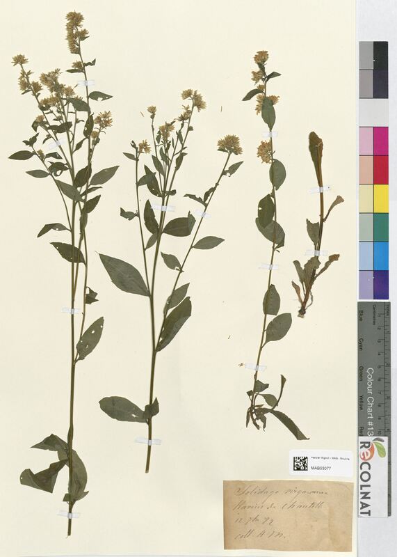 Solidago virga-aurea (Asteraceae)