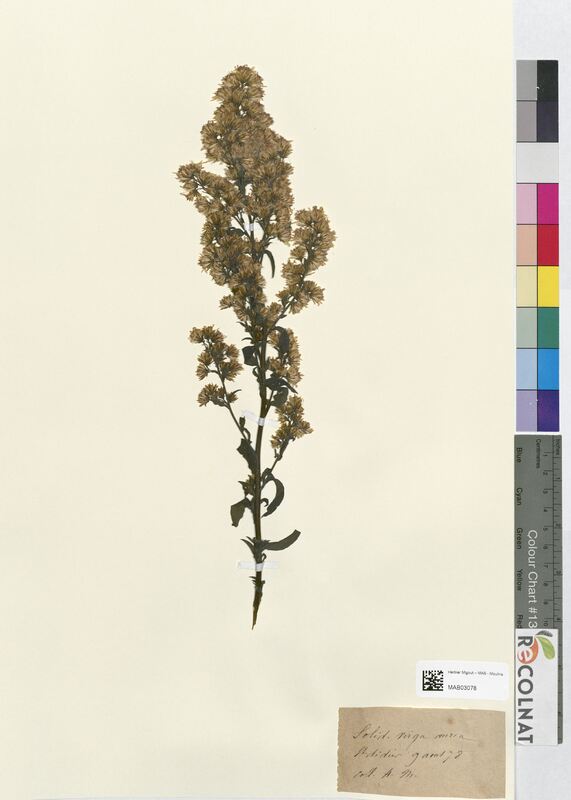 Solidago virga-aurea (Asteraceae)