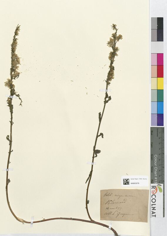 Solidago virga-aurea (Asteraceae)