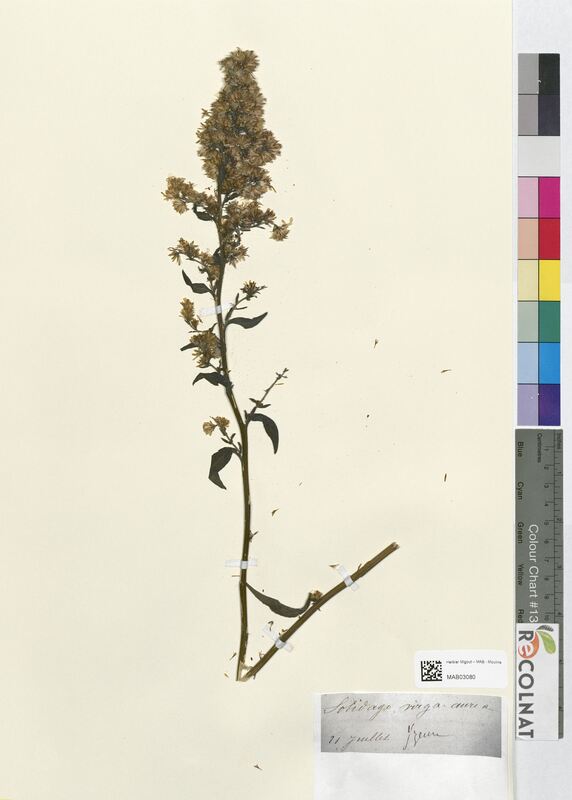 Solidago virga-aurea (Asteraceae)