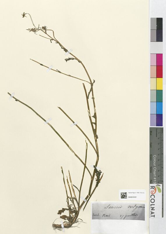 Senecio vulgaris (Asteraceae)