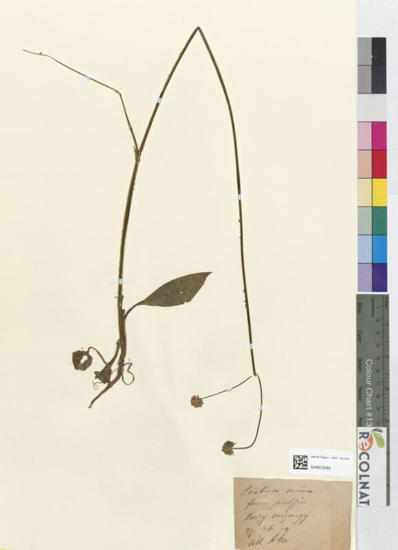 Scabiosa succisa (Dipsacaceae)