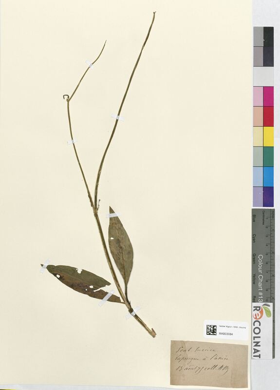 Scabiosa succisa (Dipsacaceae)