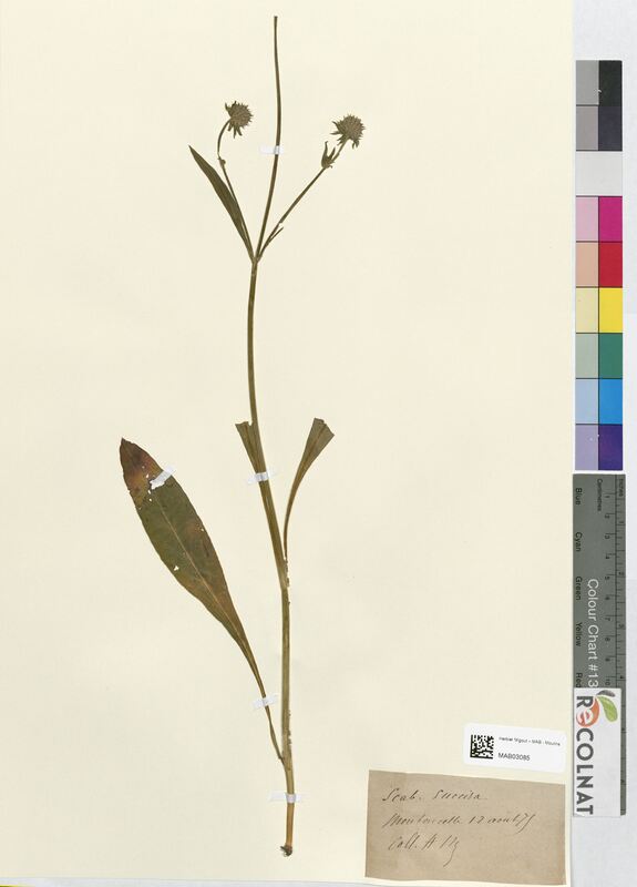 Scabiosa succisa (Dipsacaceae)