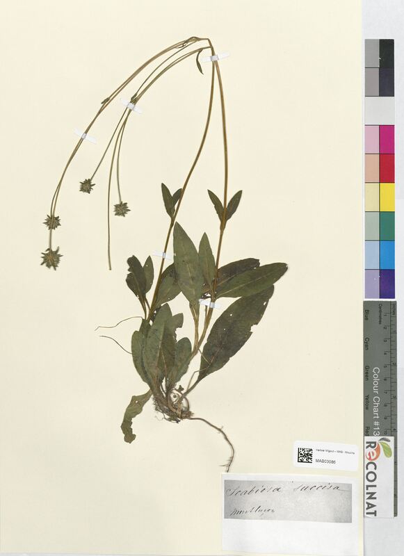 Scabiosa succisa (Dipsacaceae)