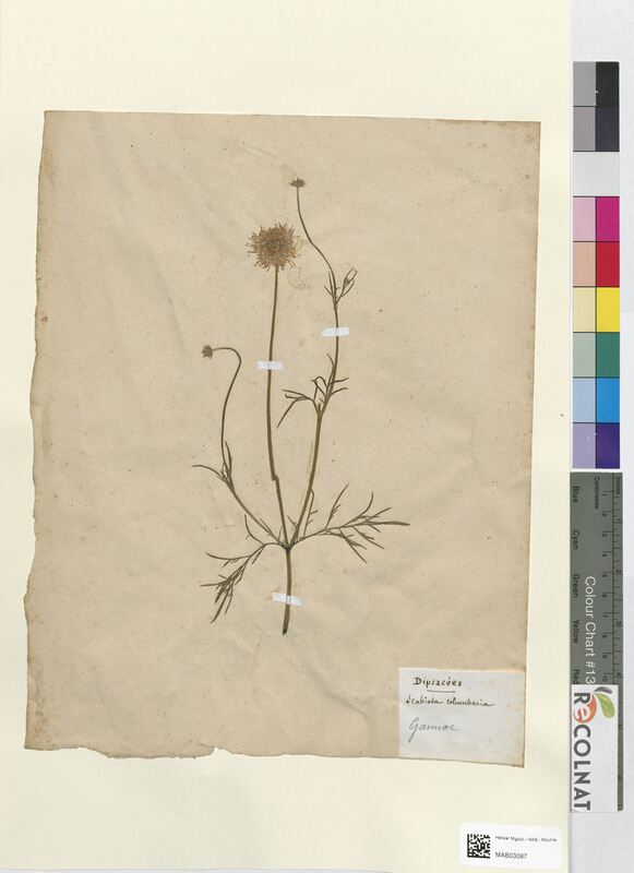 Scabiosa columbaria (Dipsacaceae)