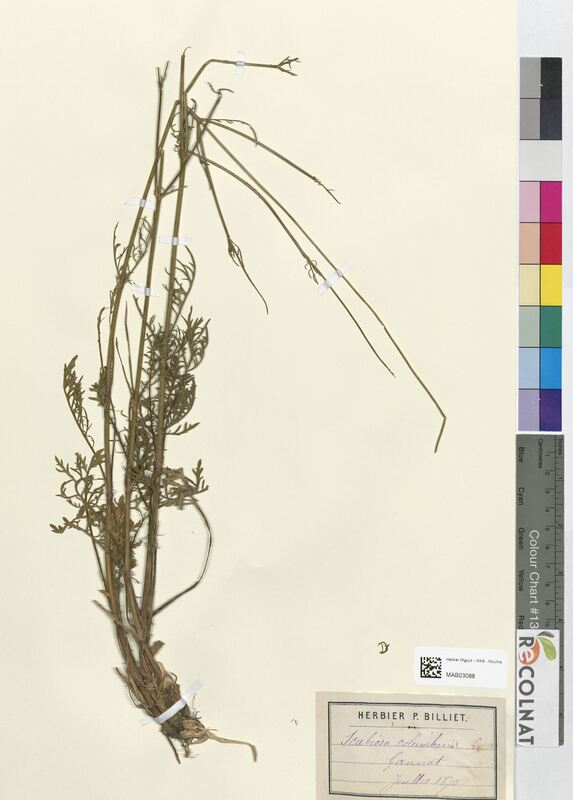 Scabiosa columbaria (Dipsacaceae)