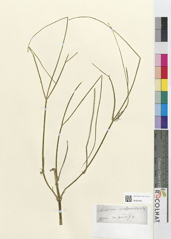 Scabiosa columbaria (Dipsacaceae)