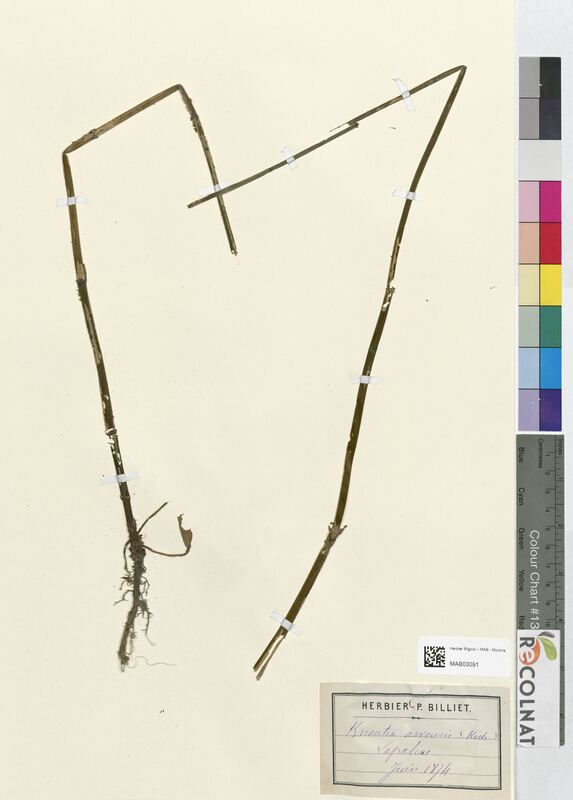 Scabiosa arvensis (Dipsacaceae)