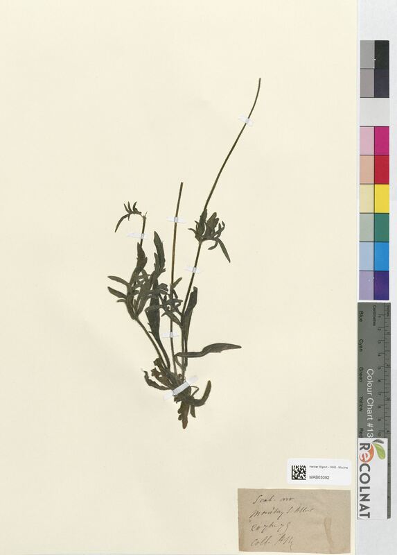 Knautia arvensis (Dipsacaceae)