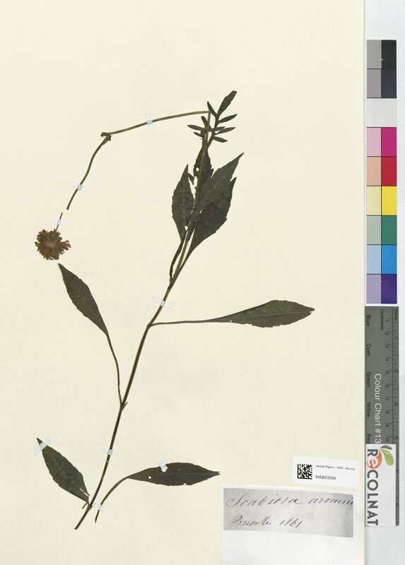 Scabiosa arvensis (Dipsacaceae)